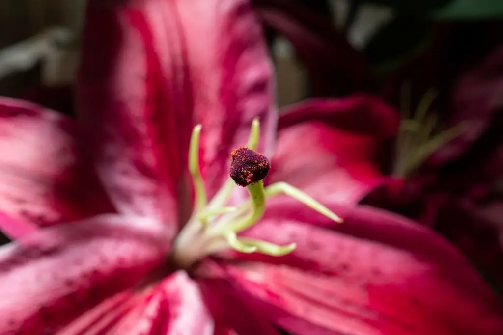Deep Impact Burgundy Oriental Lily 
