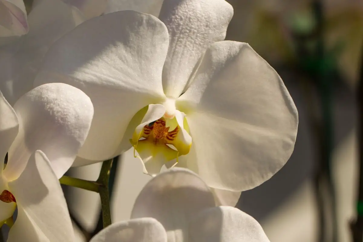 Beige Colored Flowers-Dendrobium Orchid
