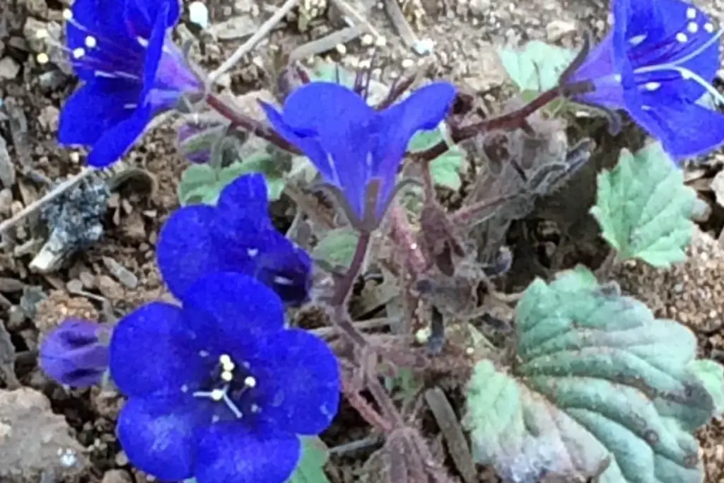 Desert Bluebells Cyan Flowers