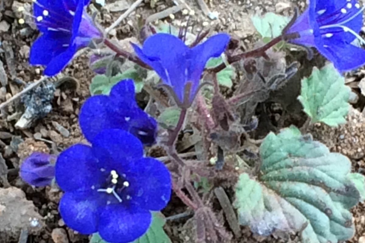 Desert Bluebells Cornflower Blue Flowers