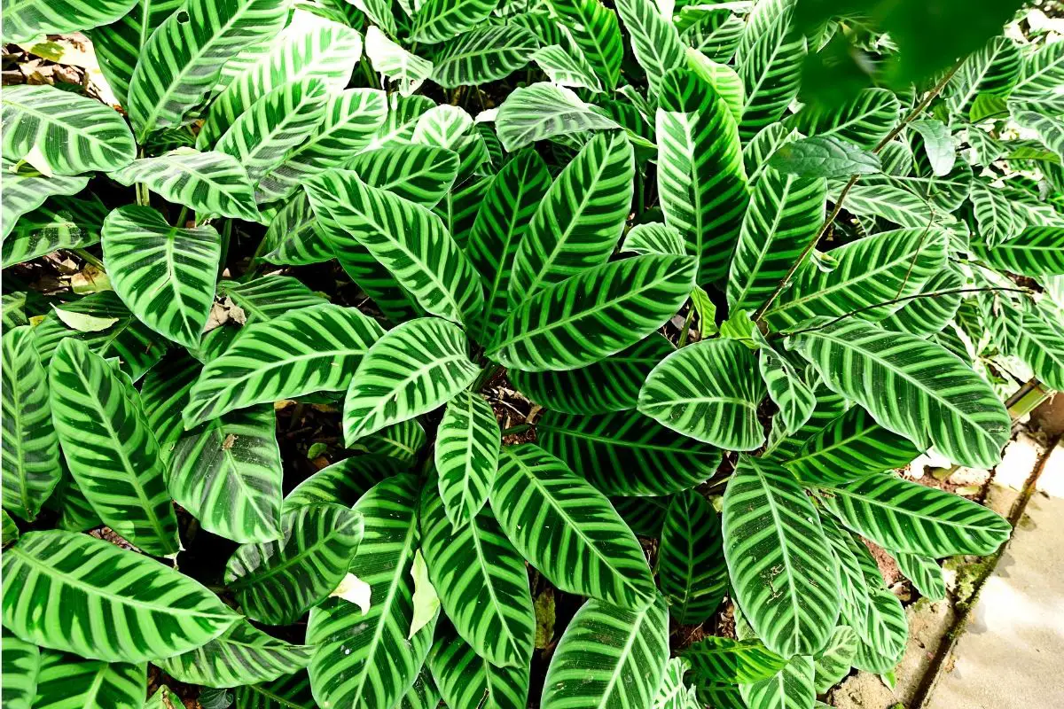 Dumb Cane Plants That Start With D