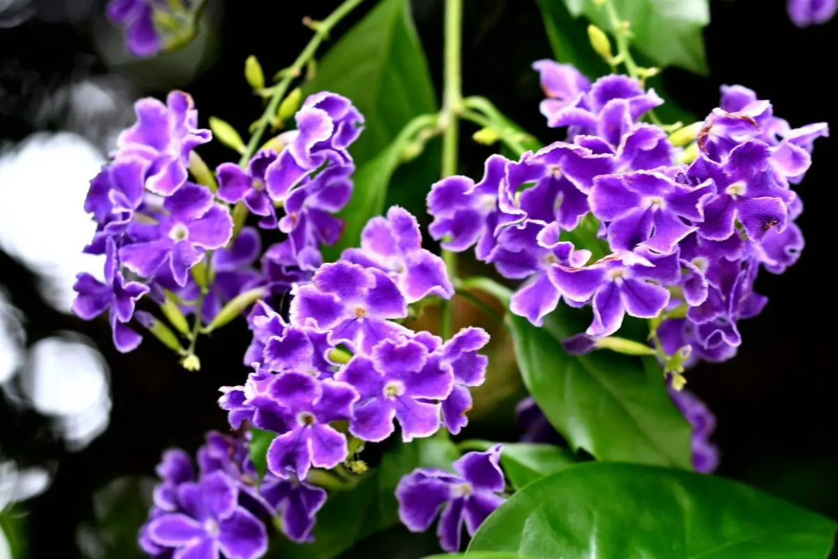 Duranta Plants That Start With D