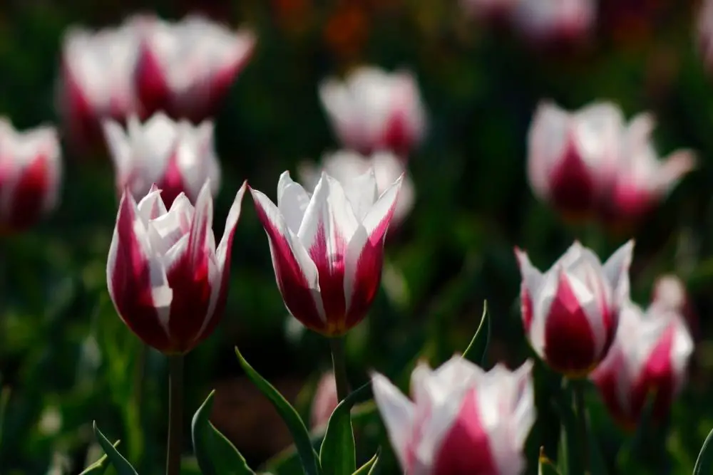 8 Stunning Dutch Flowers (Including Pictures)
