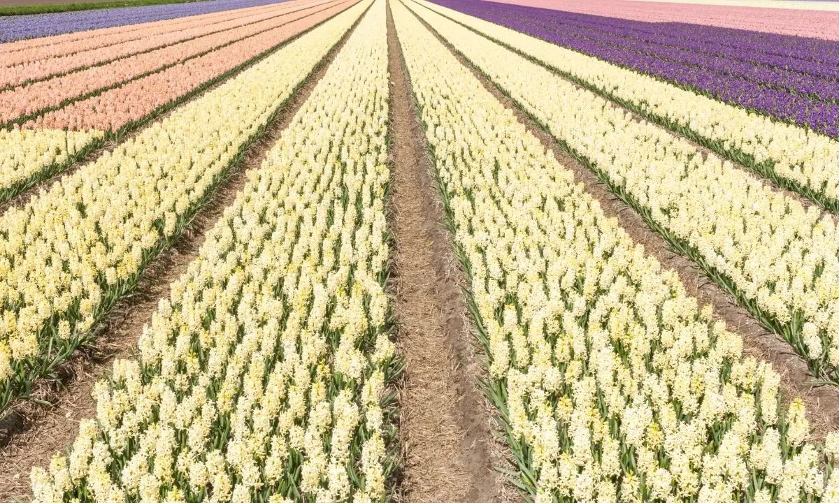 Beige Colored Flowers-Dutch Hyacinth