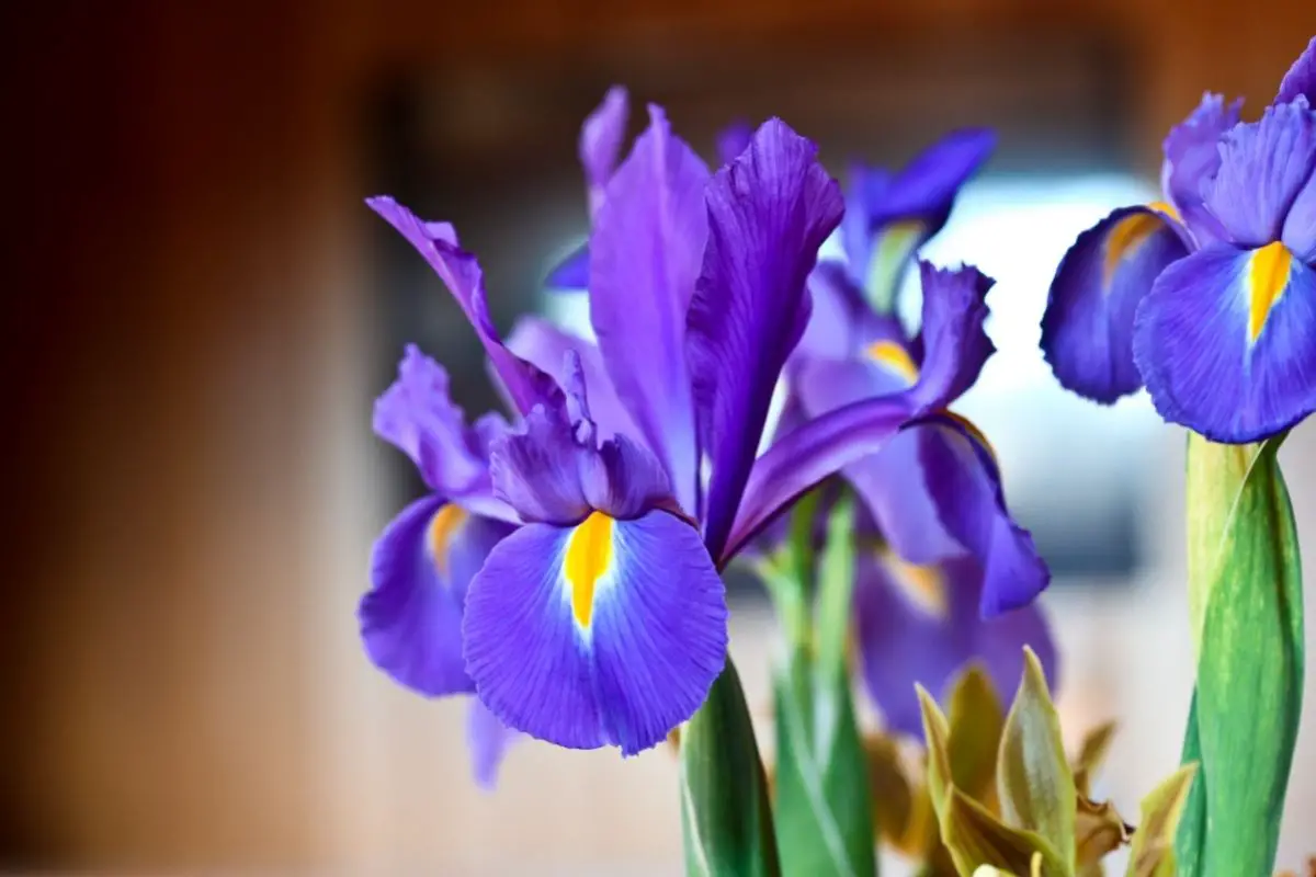 Dutch iris (Iris x Hollandica)