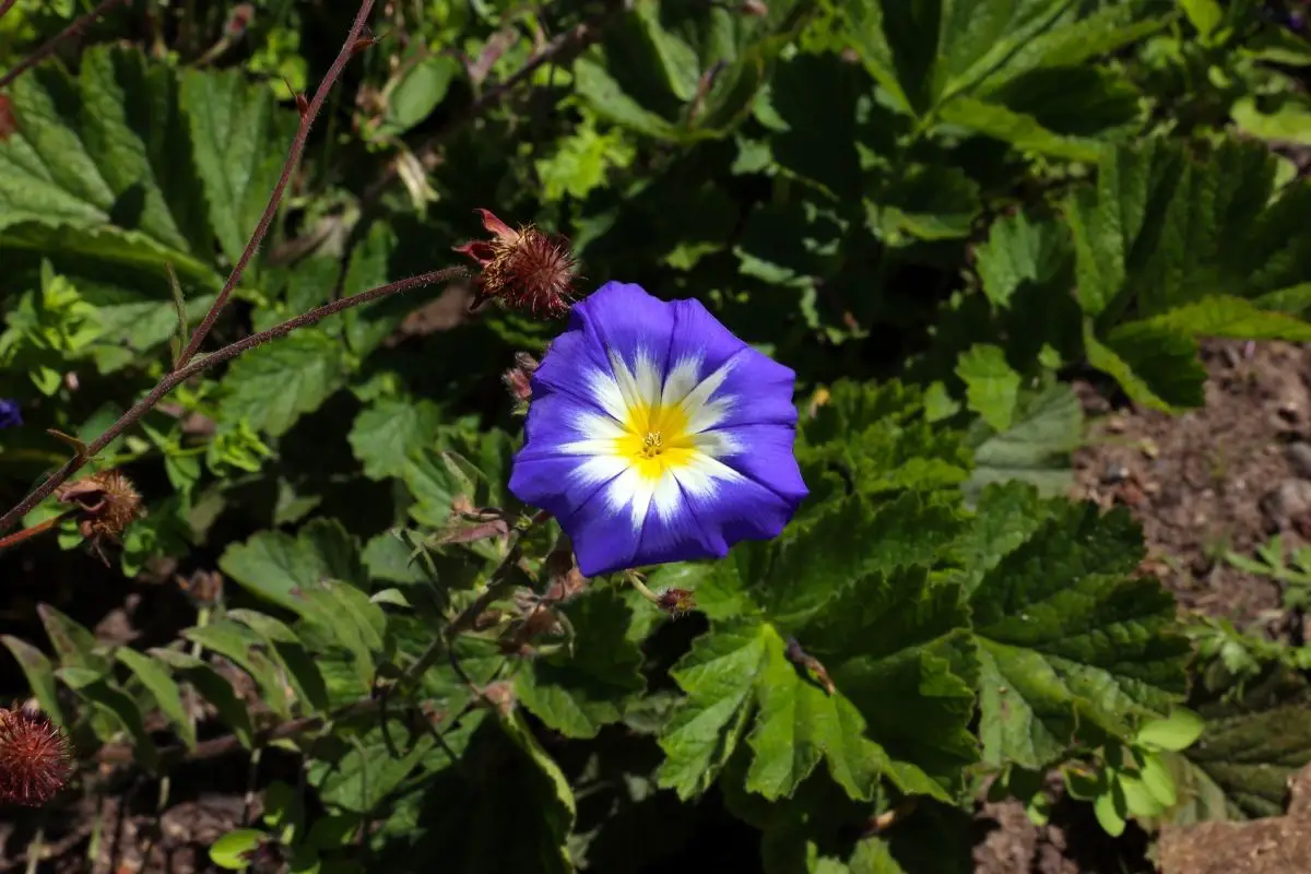 Dwarf Morning Glory Plants That Start With D