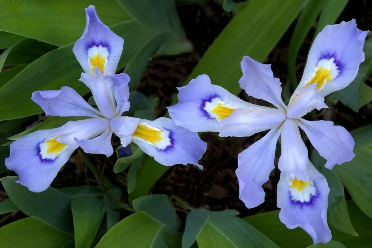 Dwarf crested iris (Iris cristata)