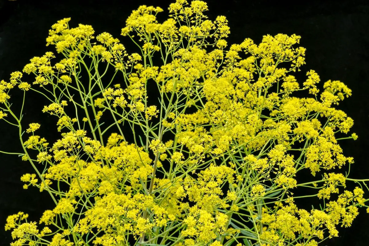 Dyer’s Woad