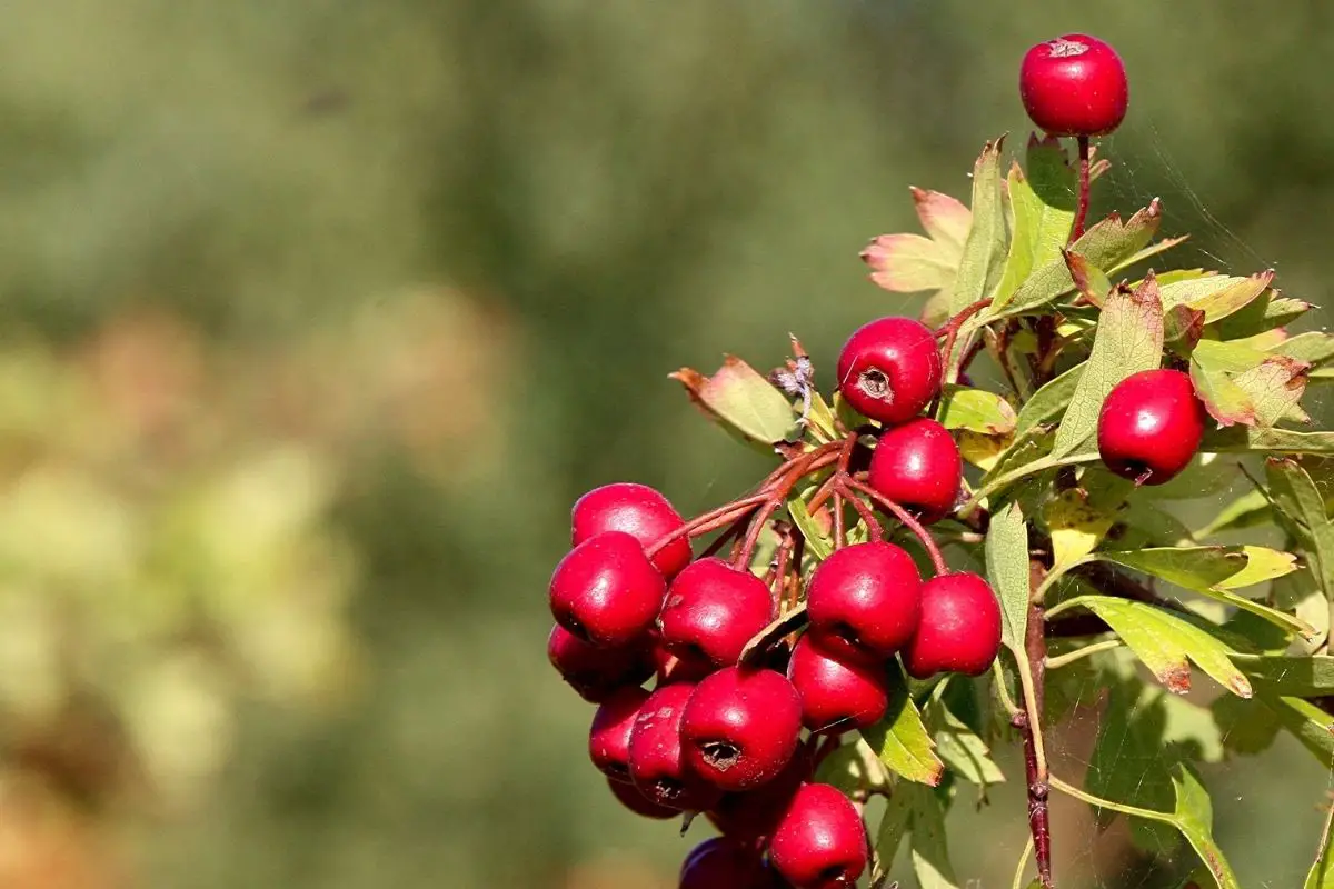 Eastern Hawthorn Fruit fruits start with e