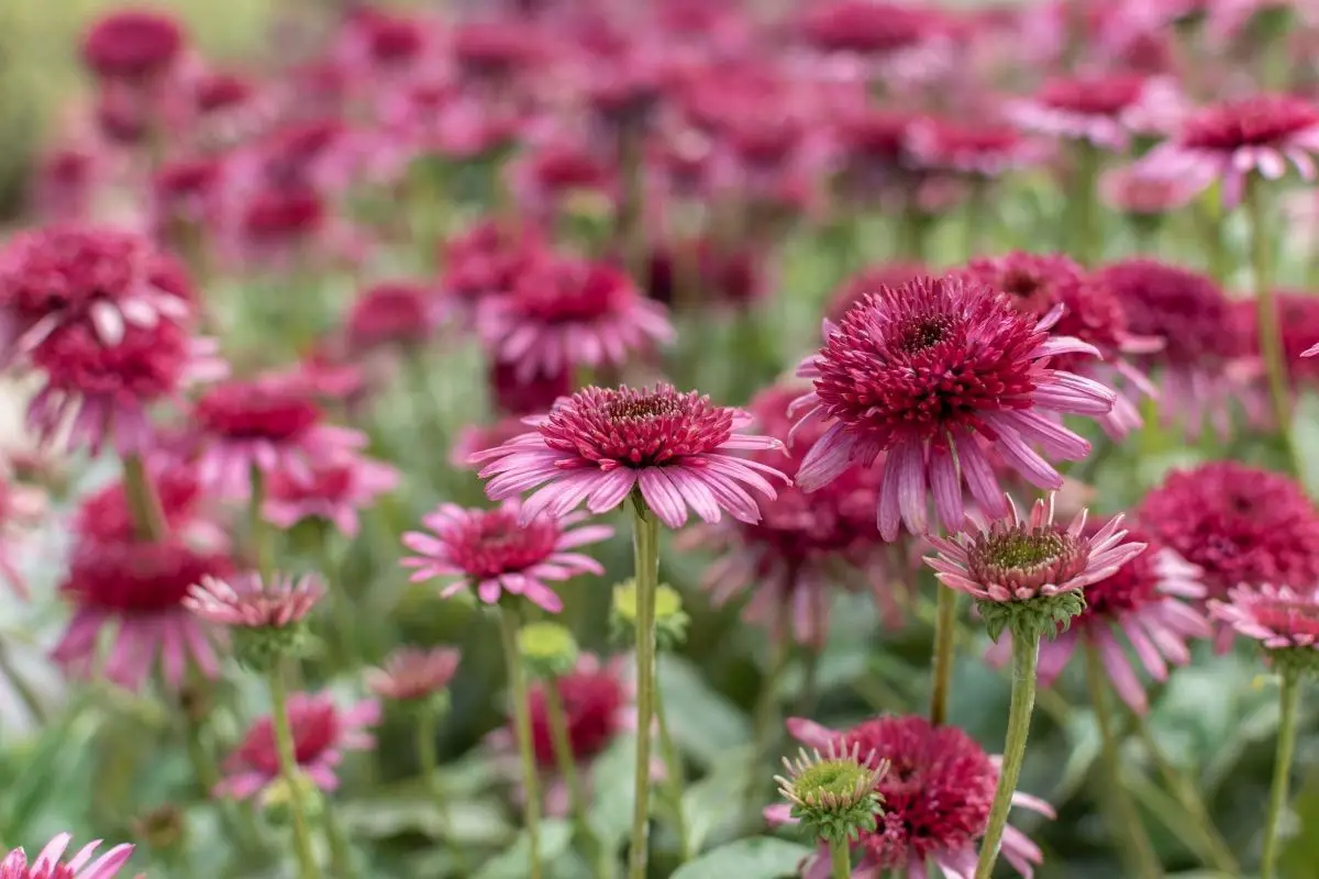 Echinacea ‘Delicious Candy’ Plants That Start With E