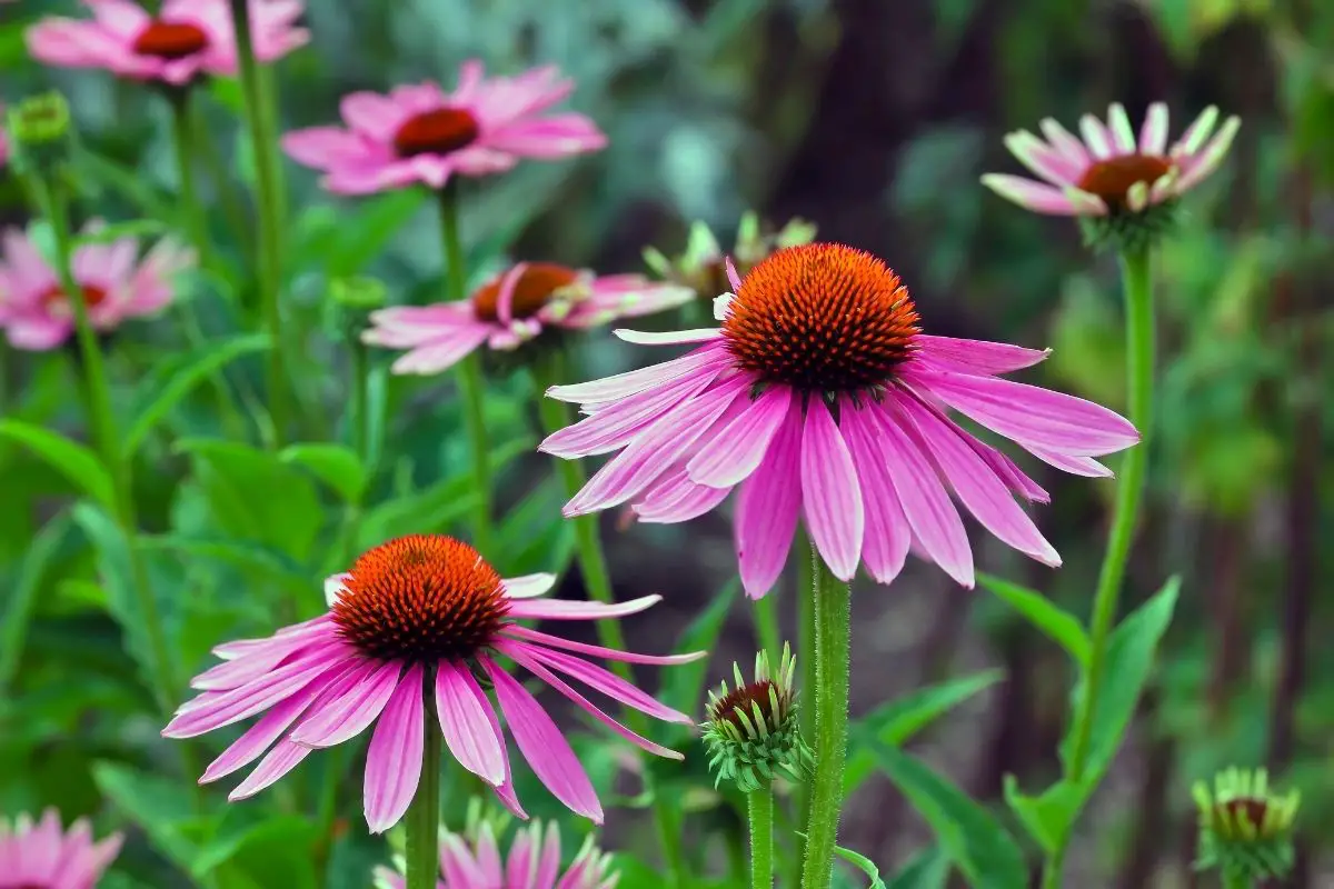Echinacea ‘Rainbow Marcella’ Plants That Start With E
