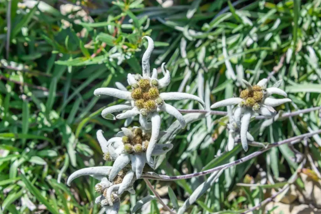 Edelweiss (Leontopodium Nivale)