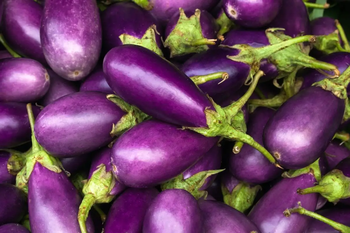 Eggplant fruits start with e