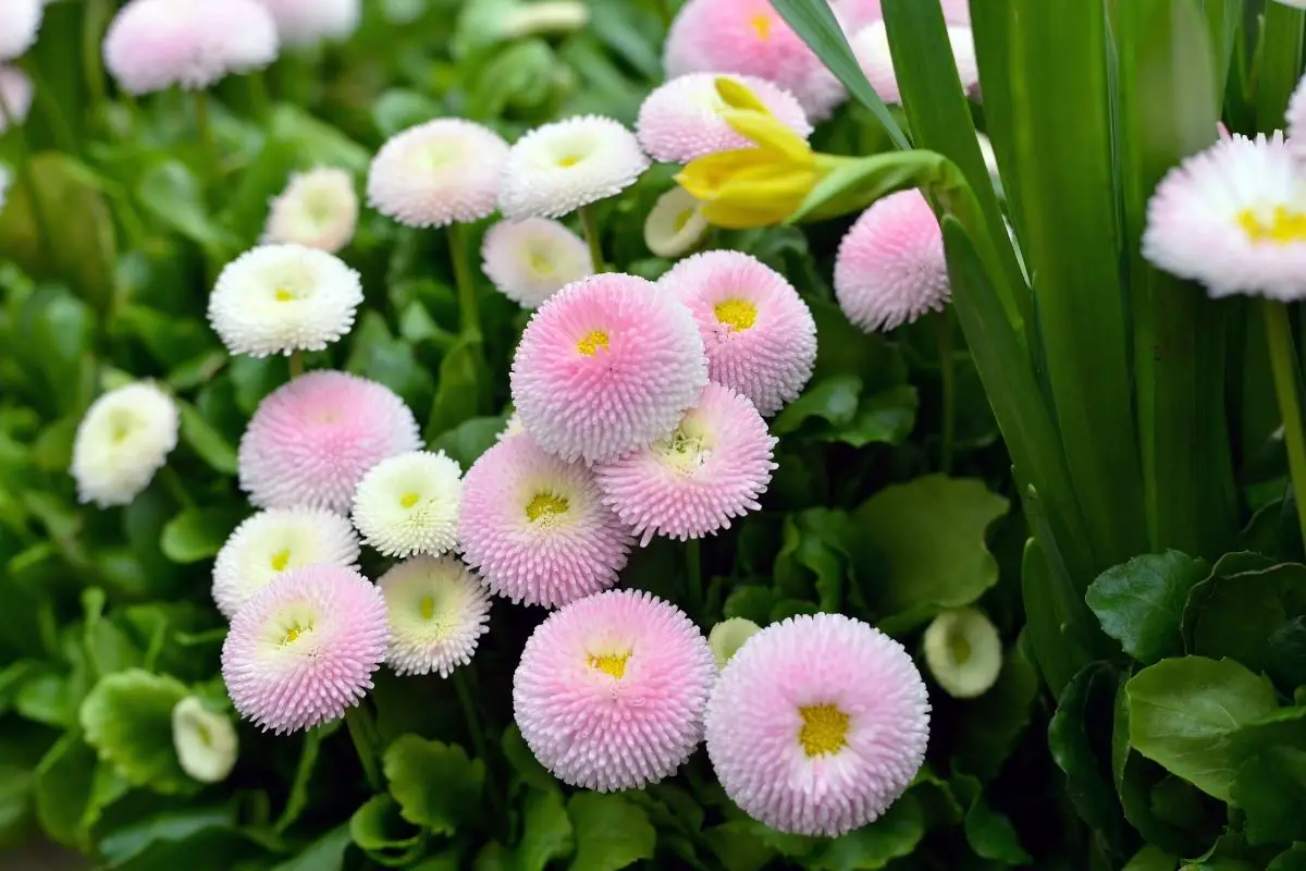 English Daisy (Bellis perennials)