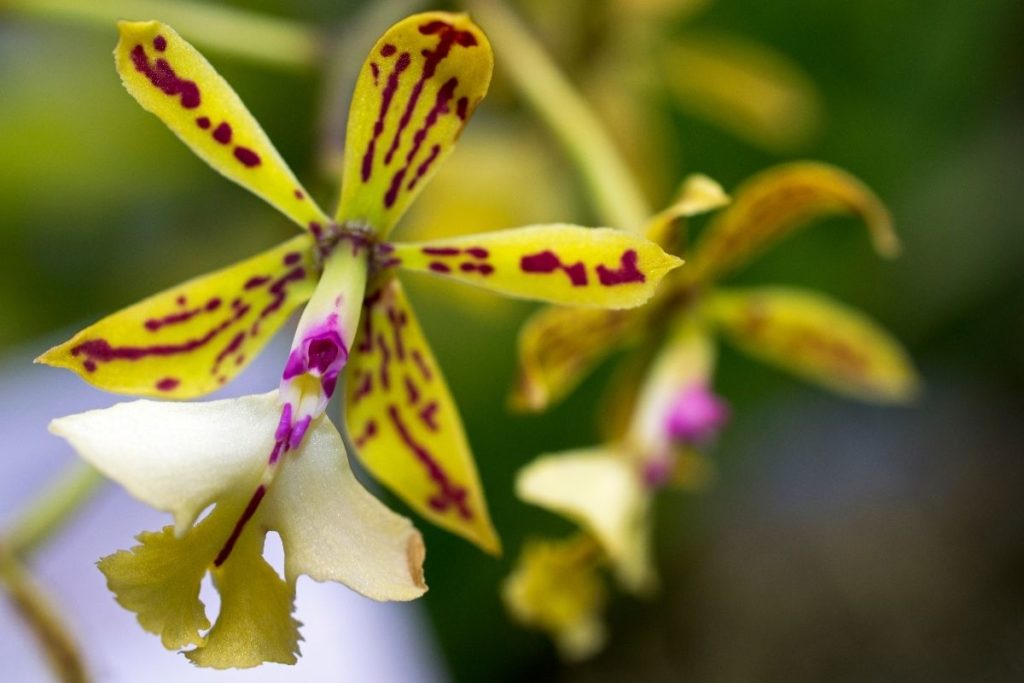 Epidendrum Orchids