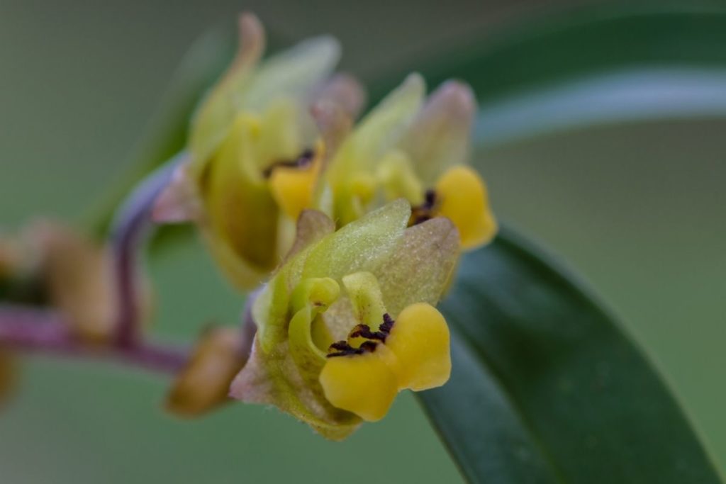 Eria Orchid