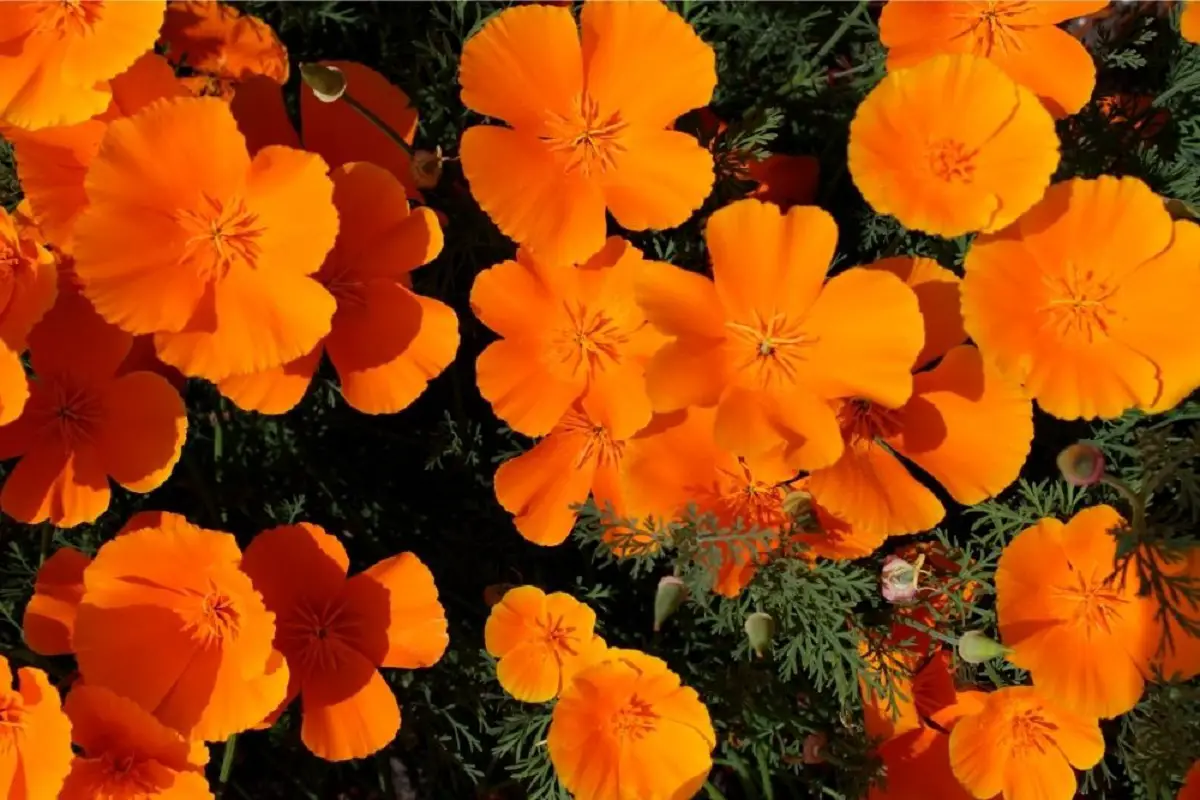 Eschscholzia Californica ‘Orange King’