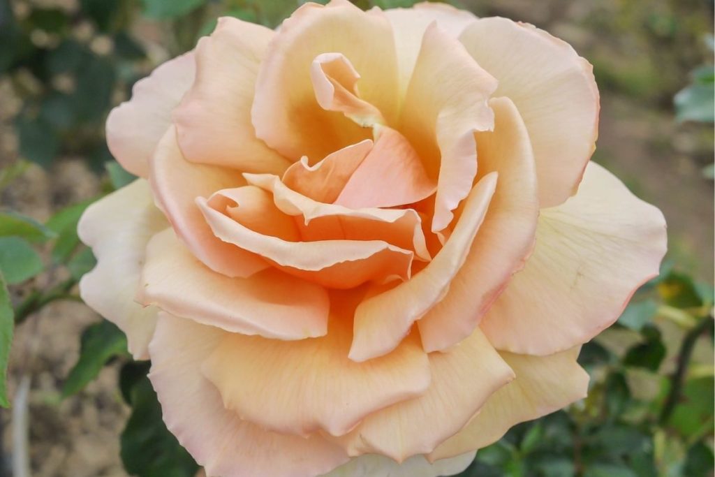 Ethiopian Rose (1)