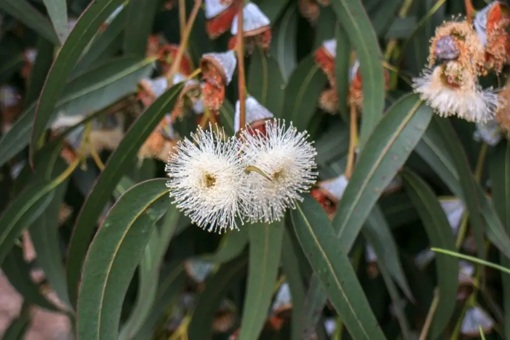 Eucalyptus Ethiopian flowers