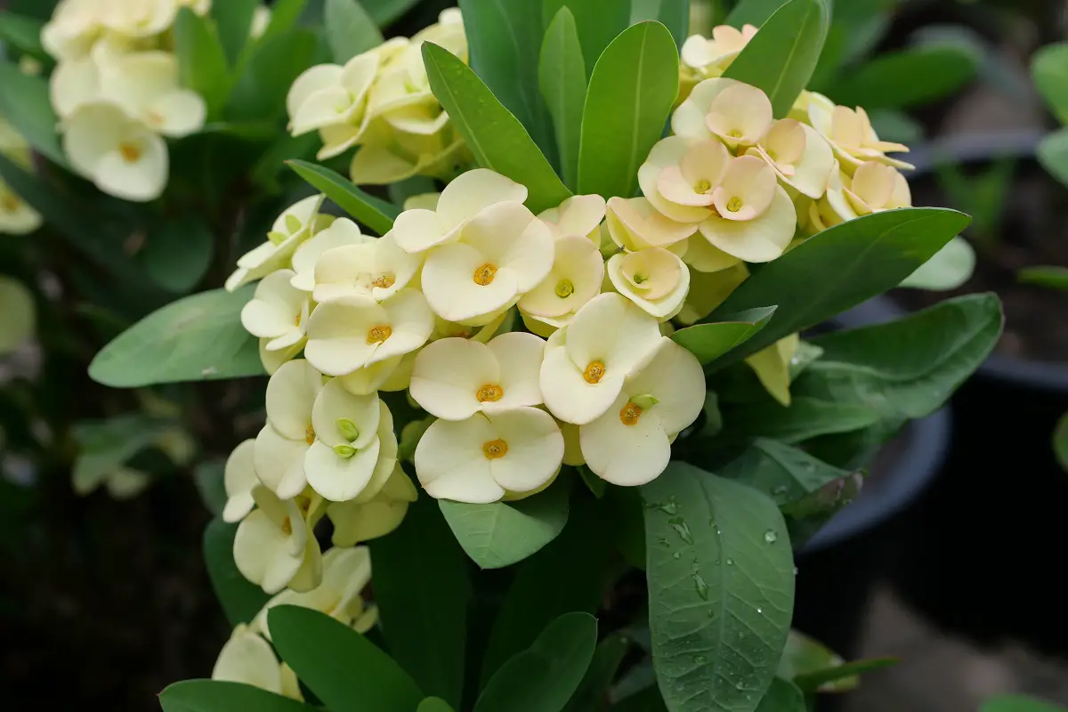 Euphorbia (Dwarf Cream) 
