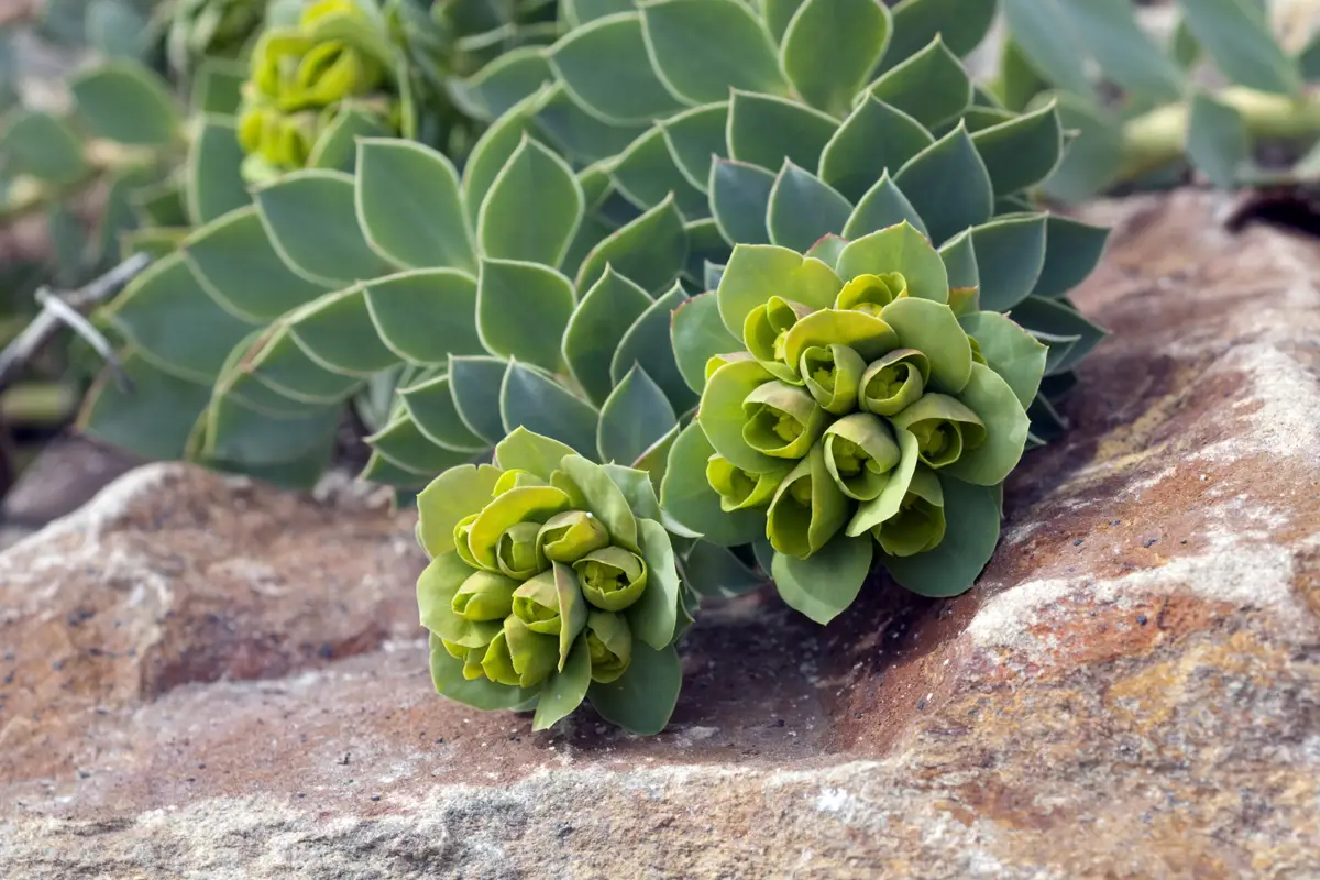 Euphorbia Myrsinites (Myrtle Spurge)