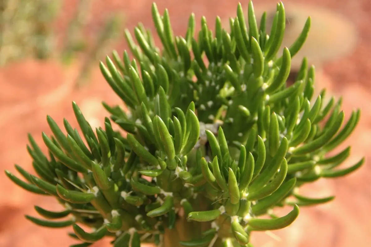 Eve’s Needle Cactus (Austrocyclindropuntia subulata) Plants That Start With E