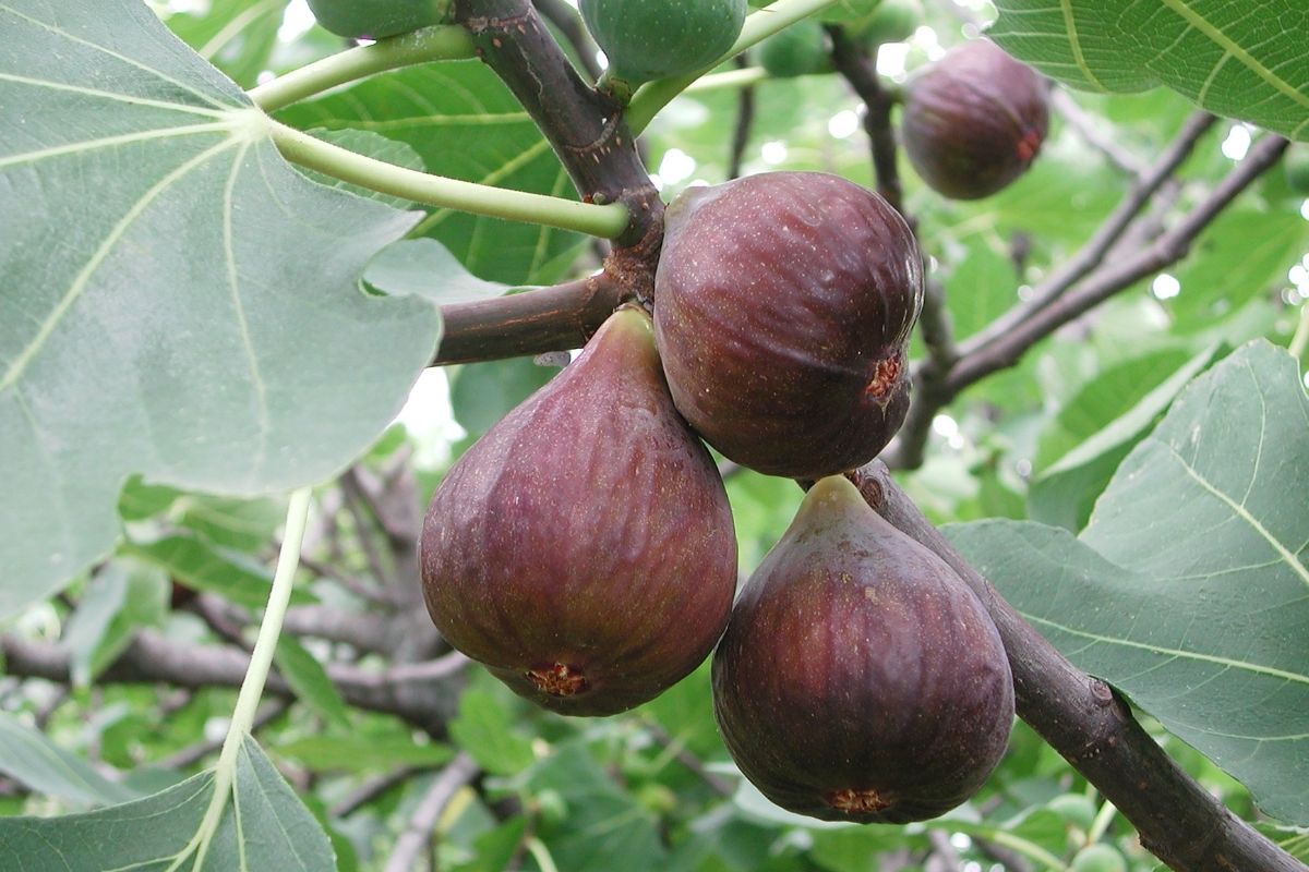 Fig (Ficus Carica)