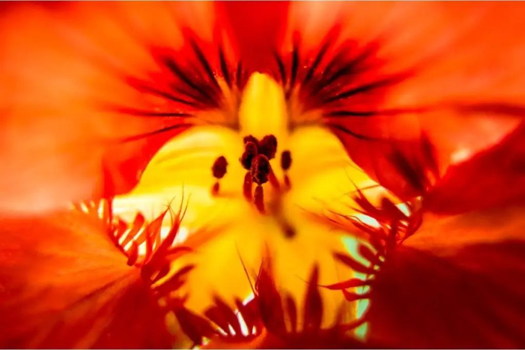 Flame Flower (Tropaeolum Speciosum)