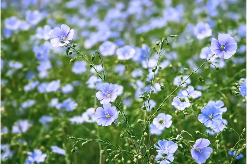 Flax Aqua Flowers