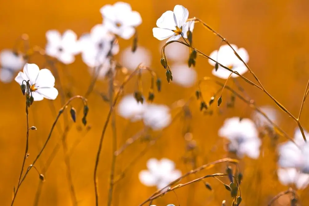 13 Fantastic Flax Flowers (Including Pictures)