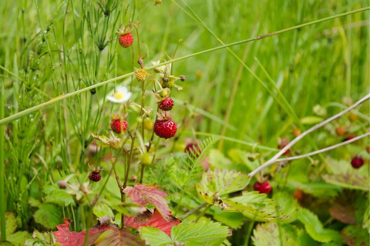 Forest Strawberries 