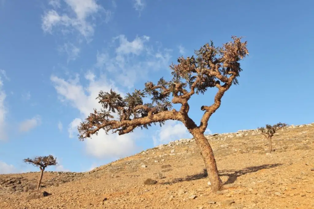 Frankincense Tree (Boswellia Carterii) 
