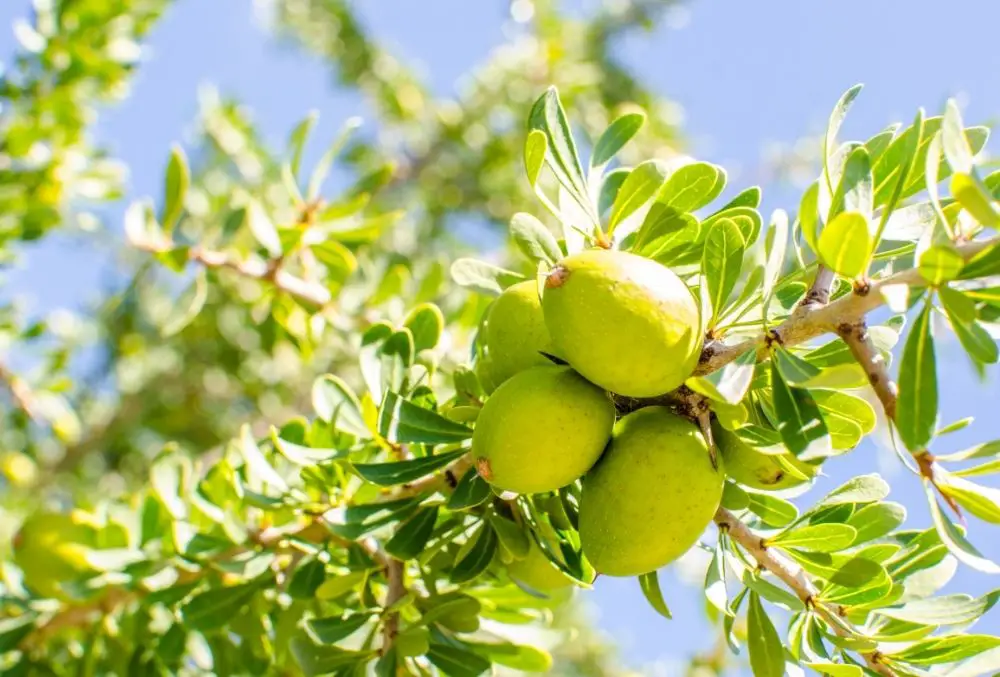 Argan Fruit fruits that start with a