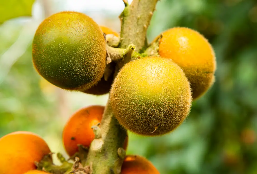 15 Different Fruits That Start With N (Including Photos)