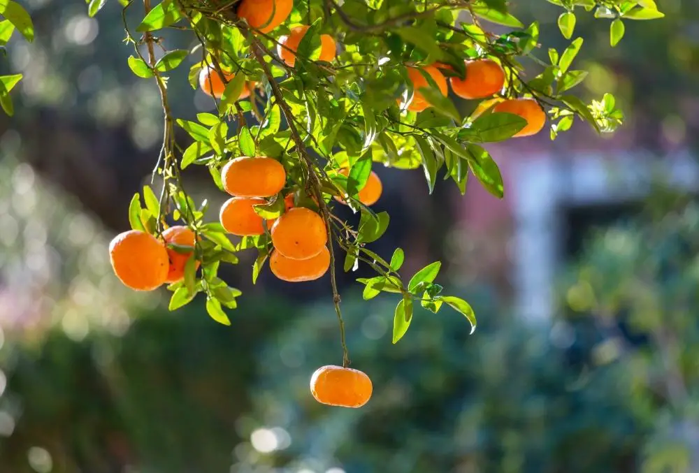 Tangerine Fruits that start with T