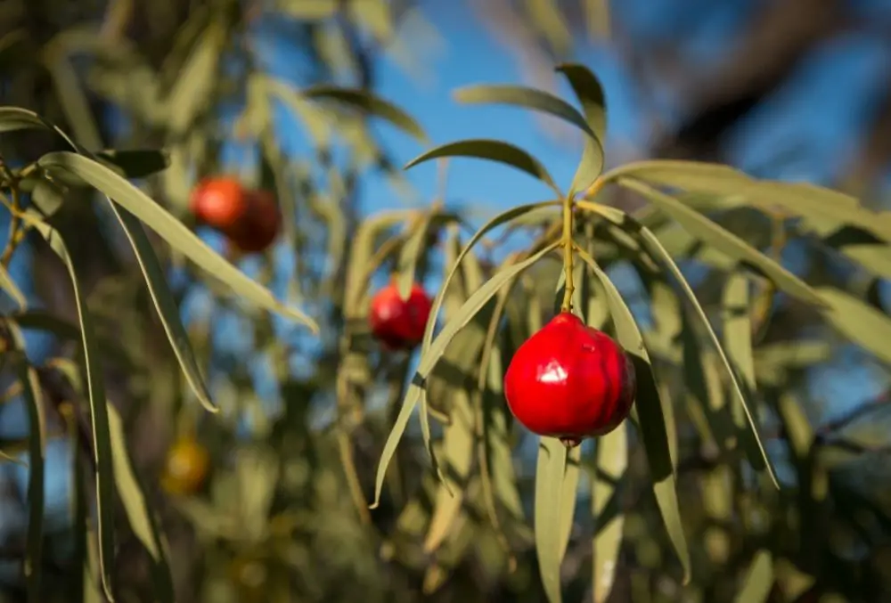 The Quandong fruits that start with q