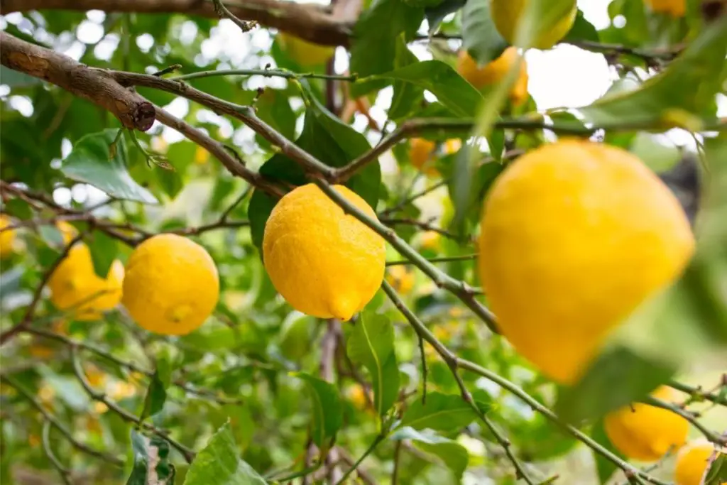 Genoa Lemon Tree