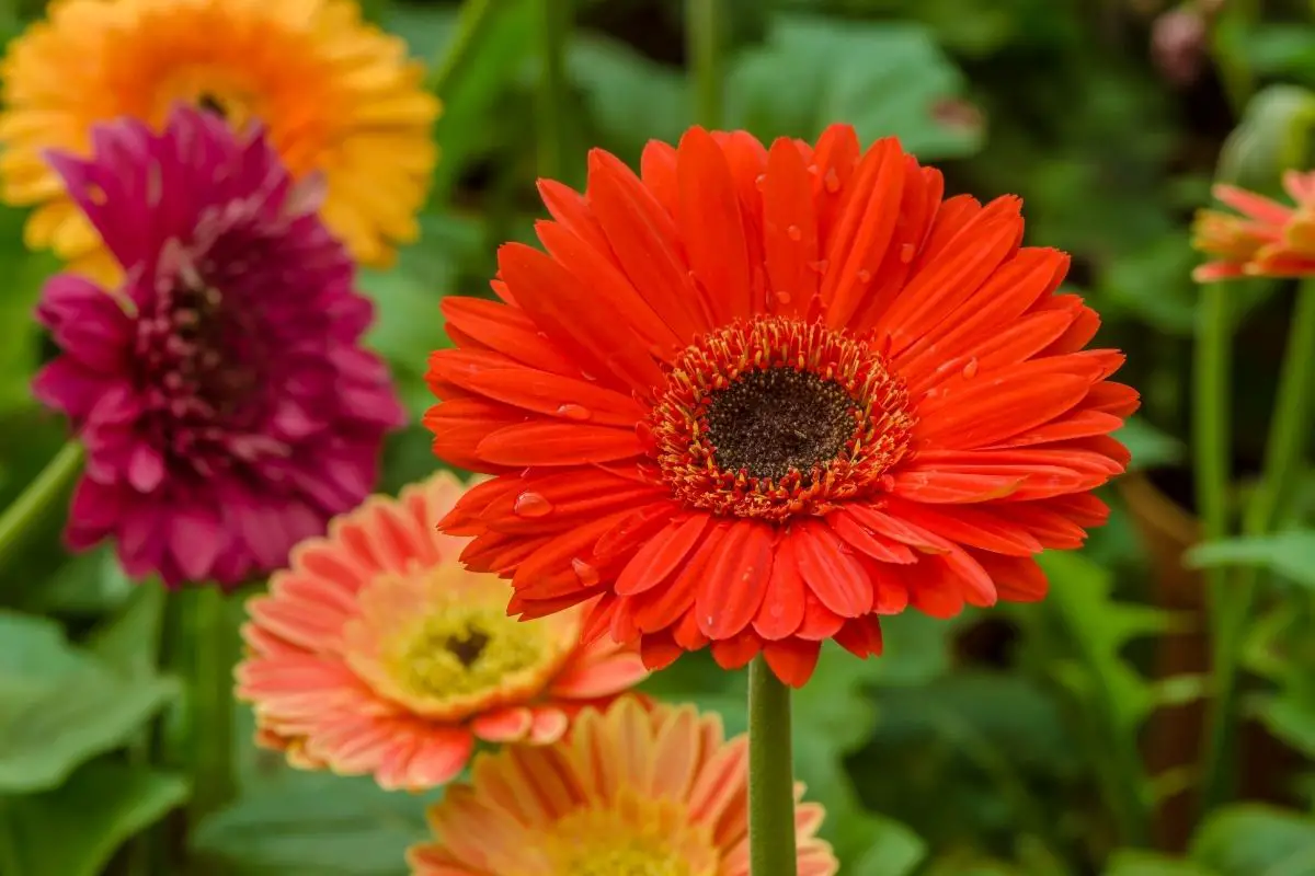 Gerbera Flowers That Start With G