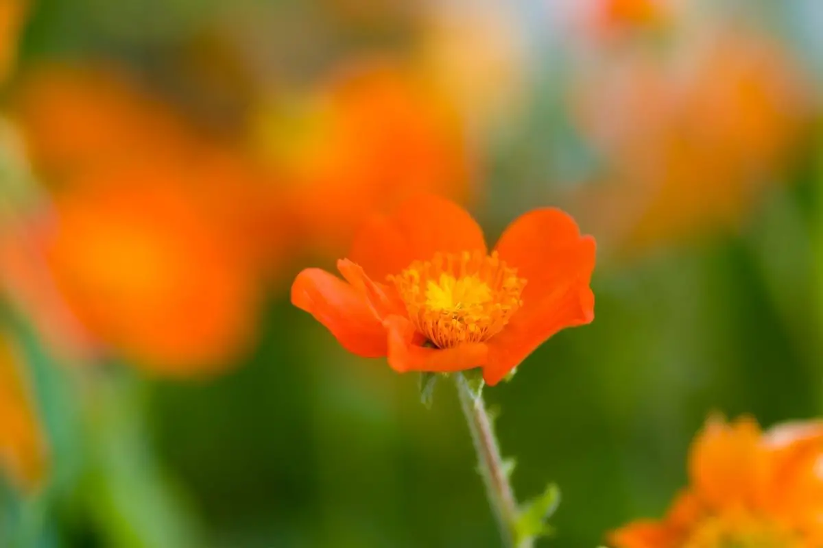 Geum ‘Totally Tangerine’ light orange flowers