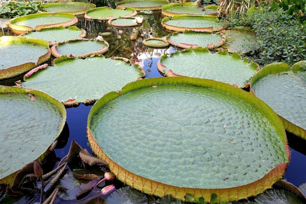 Giant Water Lily, Victoria Amazonica