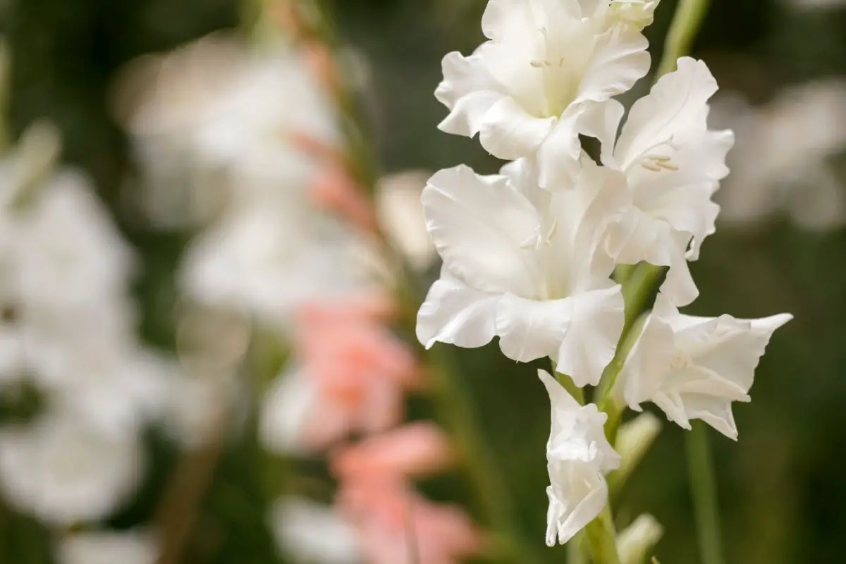 Beige Colored Flowers-Gladiolus
