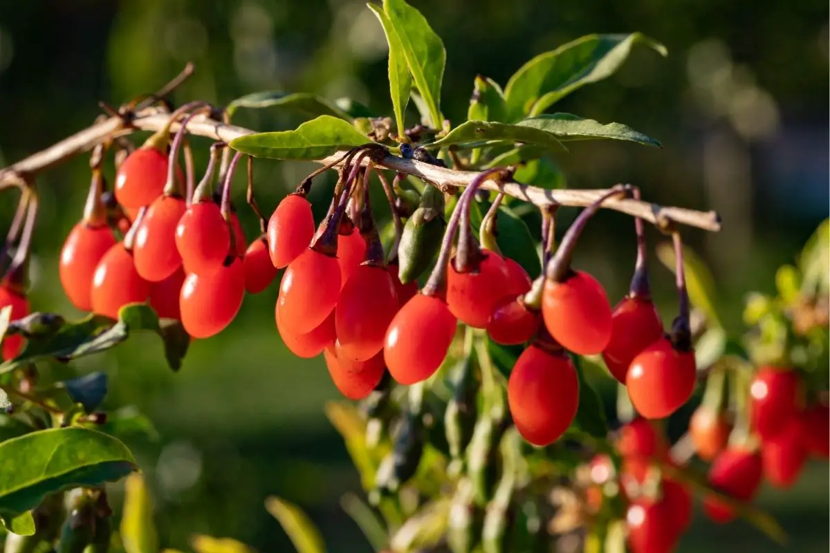 Goji Berries Fruits That Start with G