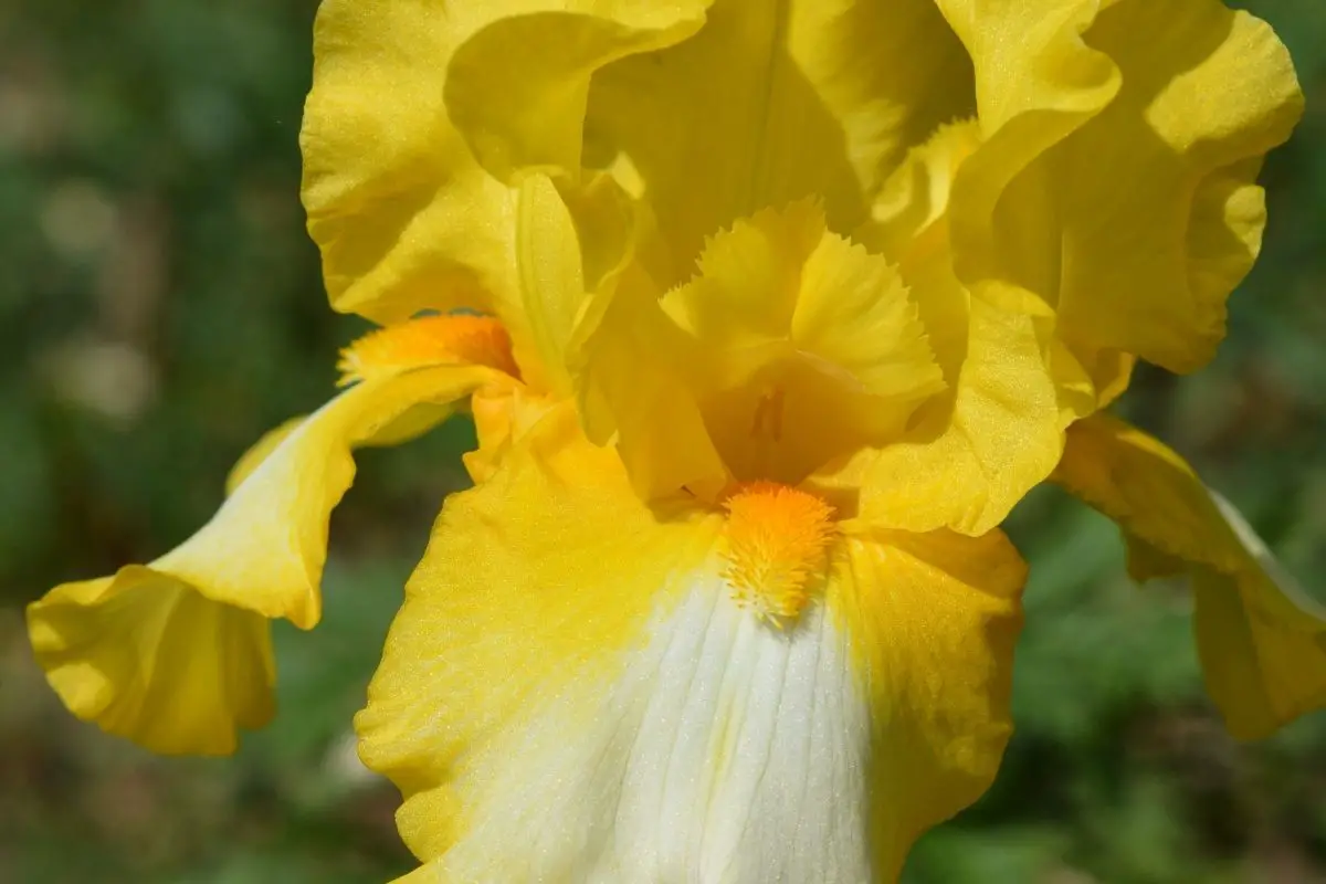 Gold-Bearded Iris
