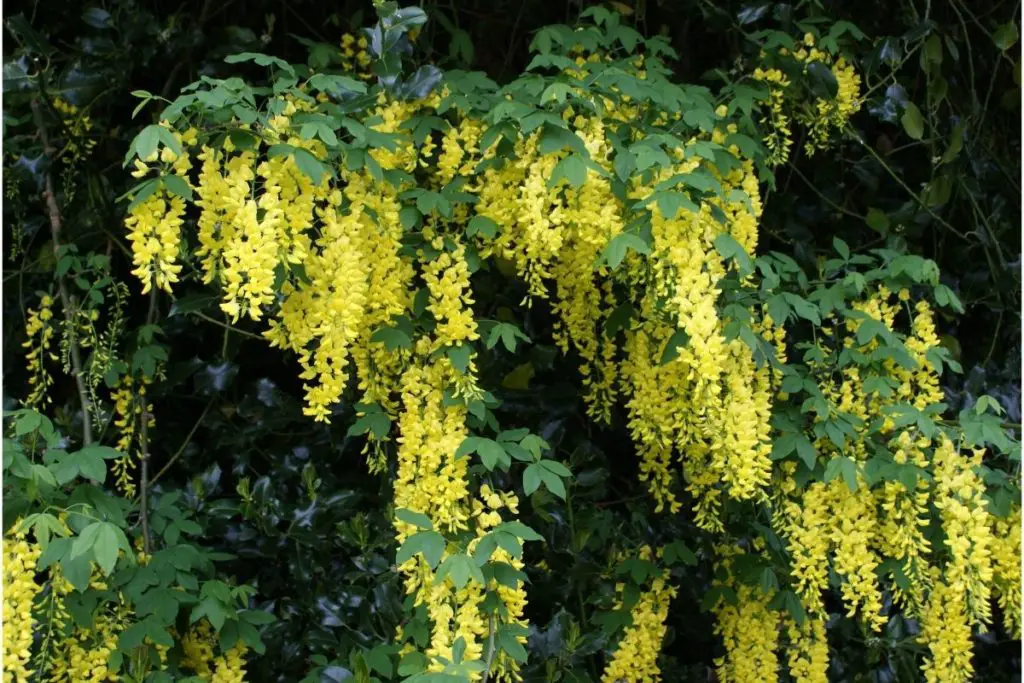 Golden Chain Tree (Laburnum Watereri ‘Vossii’)