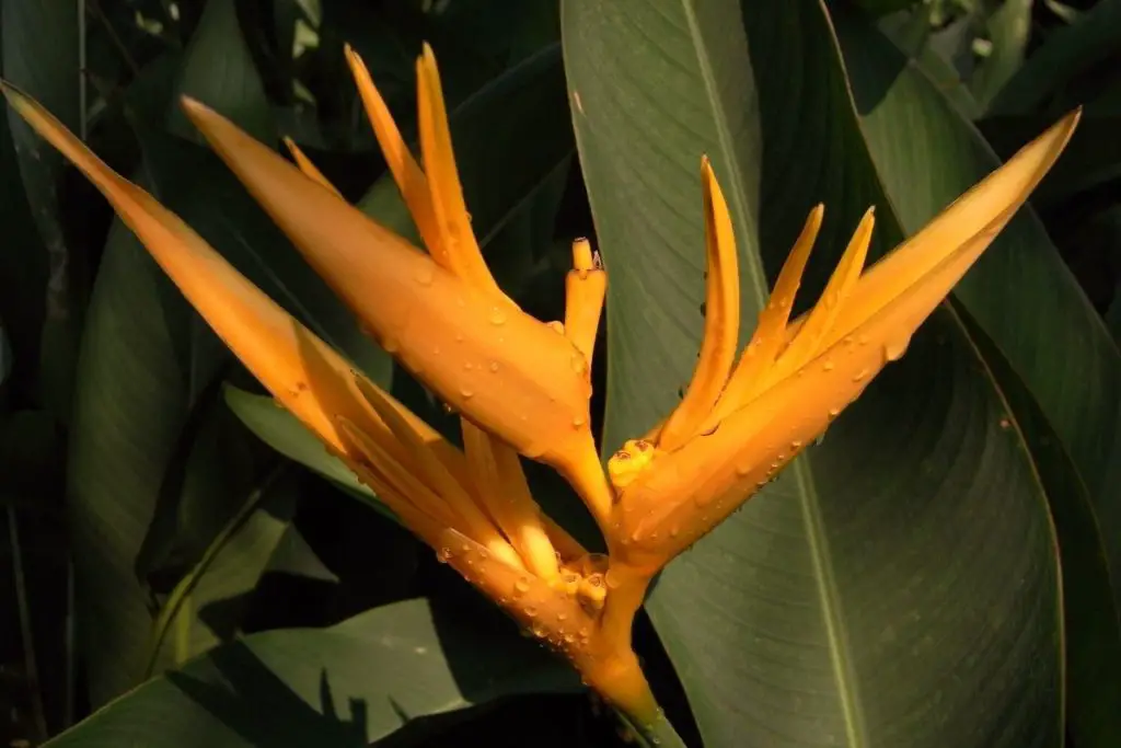 Golden Flame Heliconia