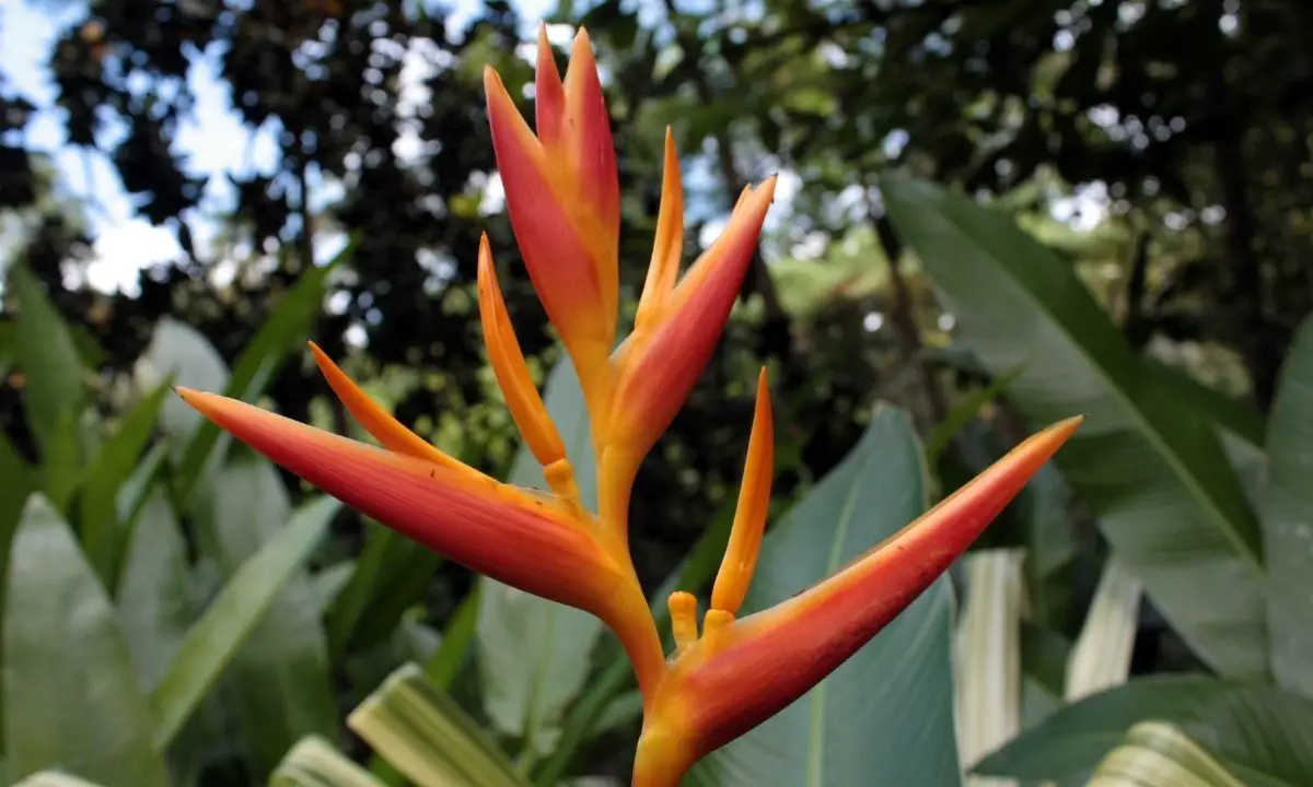 Golden Flame Heliconia