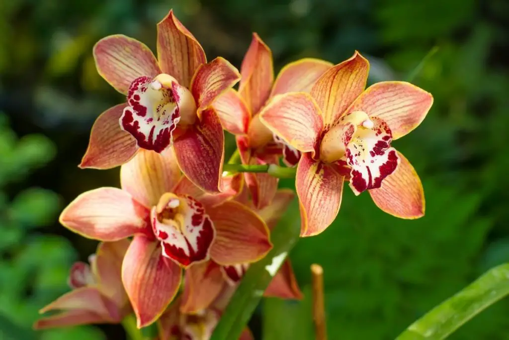 Golden Leaf Edged-Orchid (Cymbidium floribundum)