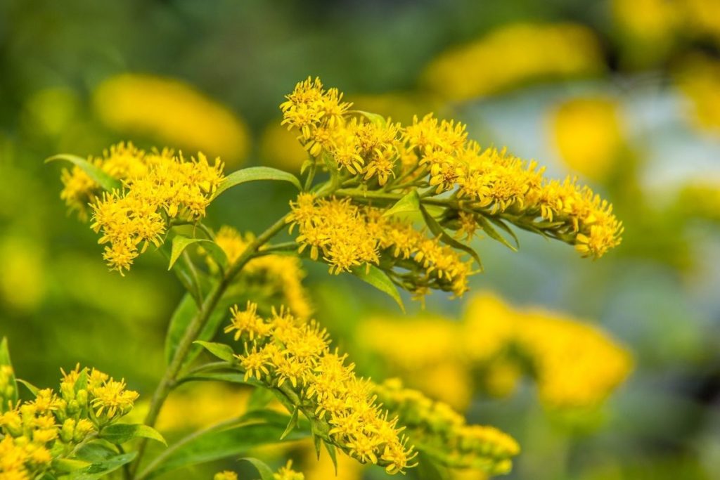 Goldenrod Mustard Flowers