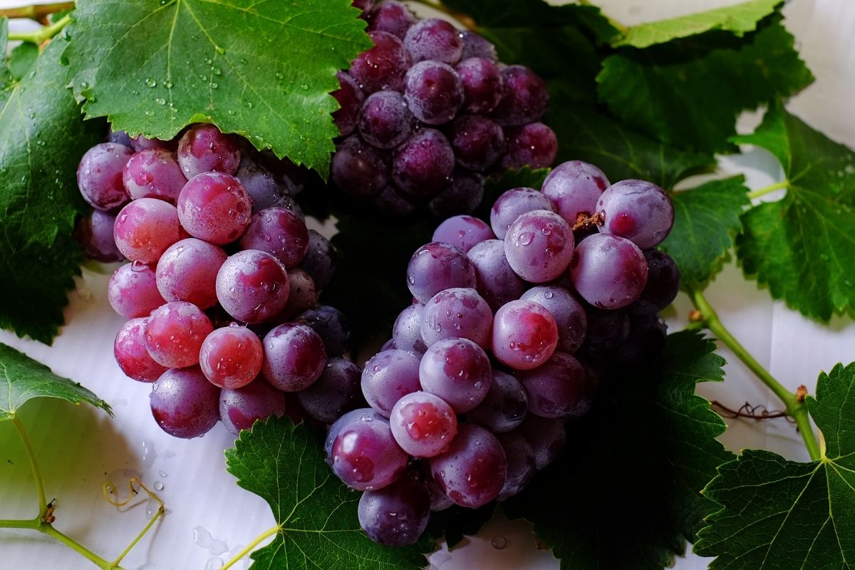 Grapes Fruits That Start with G