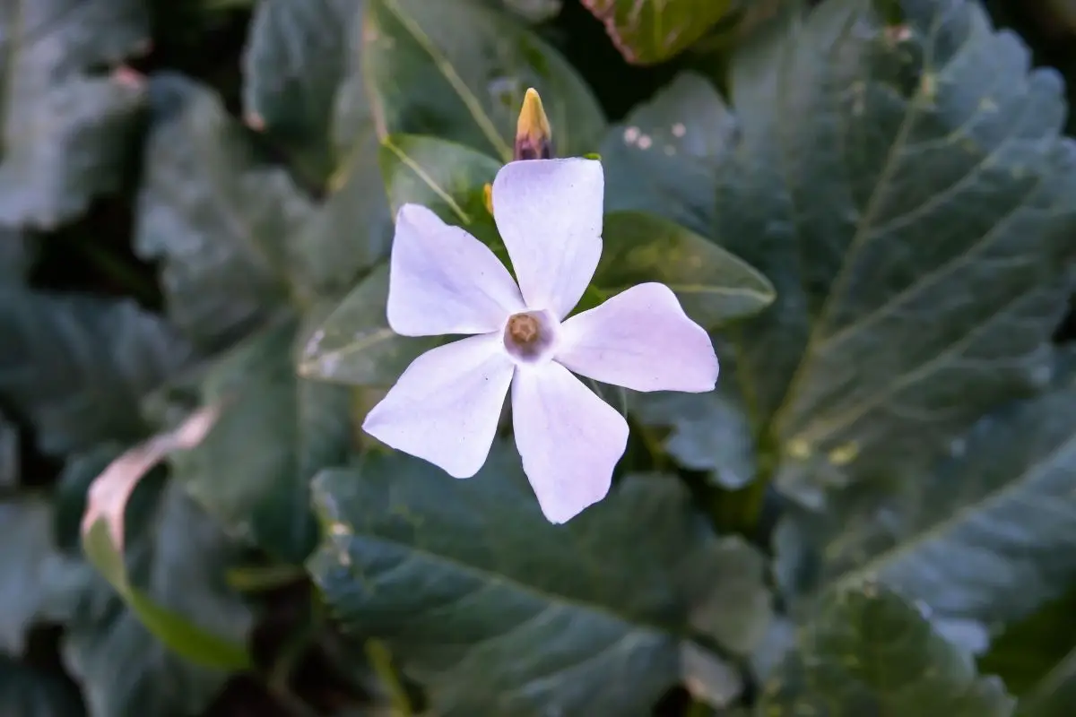 Great Periwinkle
